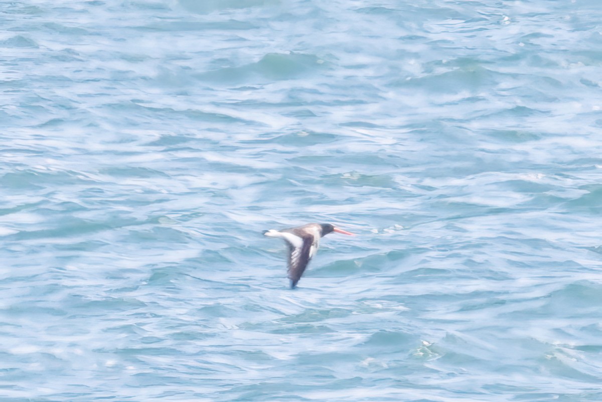 American Oystercatcher - ML616231846