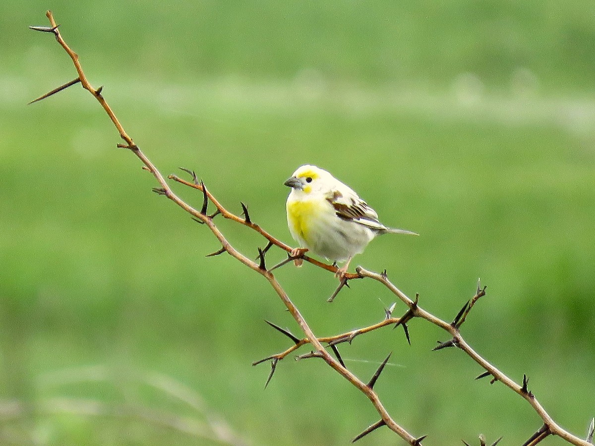 Dickcissel - ML616231968