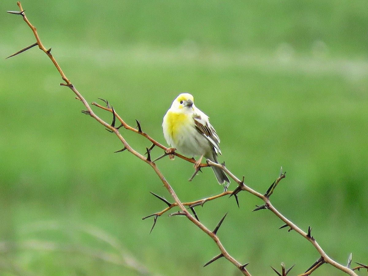 Dickcissel - ML616231973