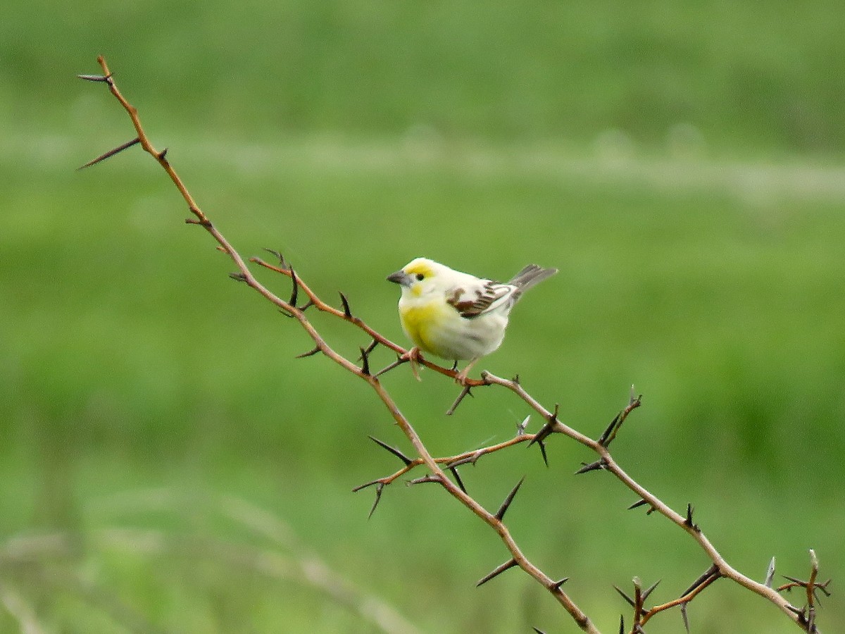 Dickcissel d'Amérique - ML616231974