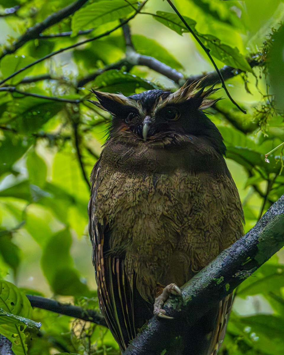Crested Owl - ML616231985