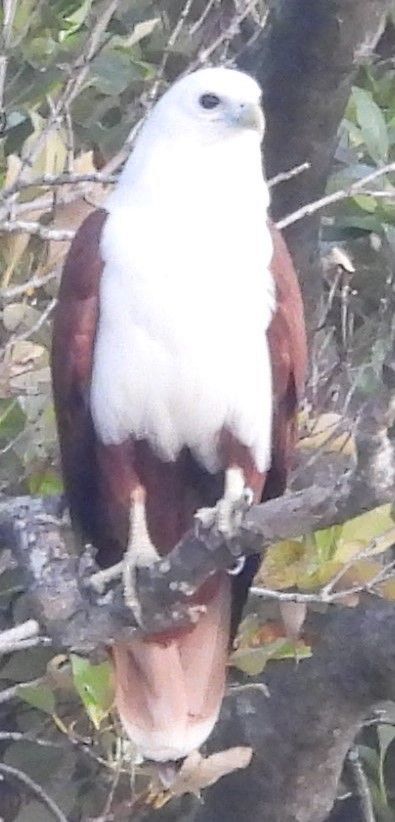 Brahminy Kite - ML616231995