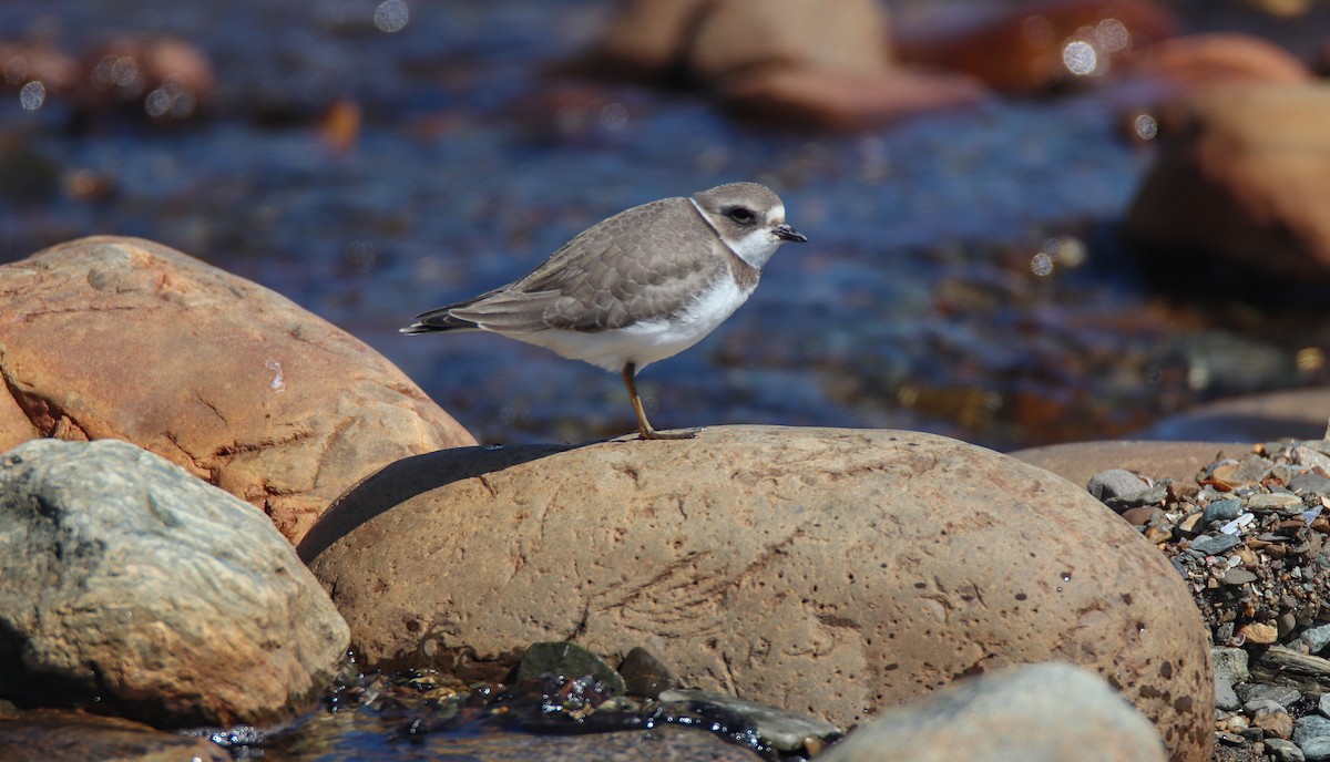Semipalmated Plover - ML616232055