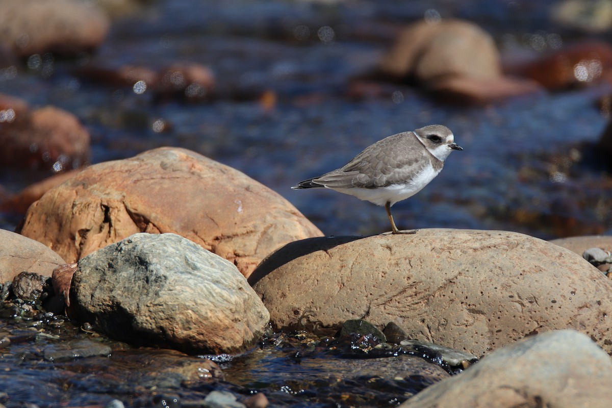 Semipalmated Plover - ML616232056