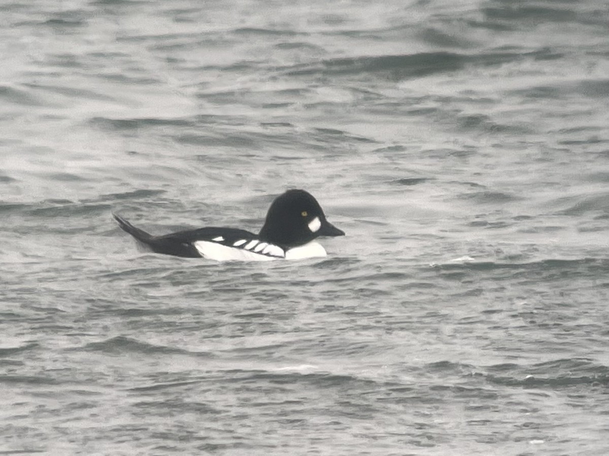 Common x Barrow's Goldeneye (hybrid) - ML616232057