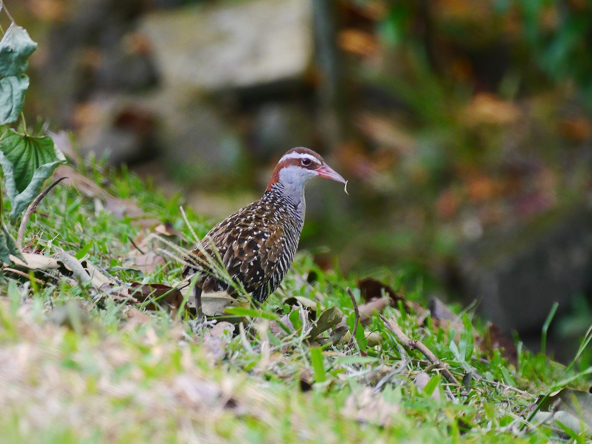 Buff-banded Rail - ML616232059