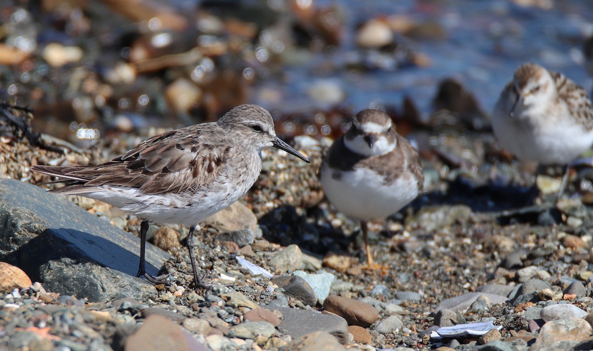 Weißbürzel-Strandläufer - ML616232065