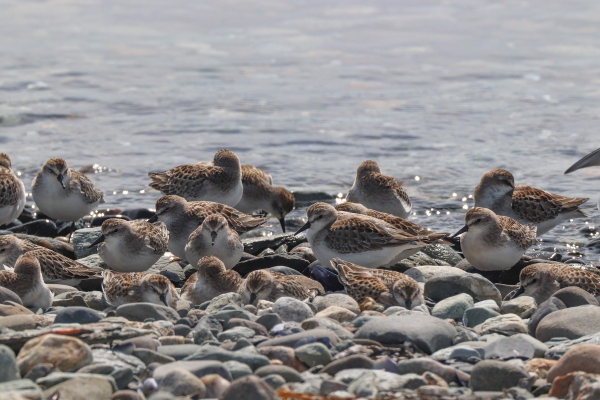 Semipalmated Sandpiper - Zachary Holderby