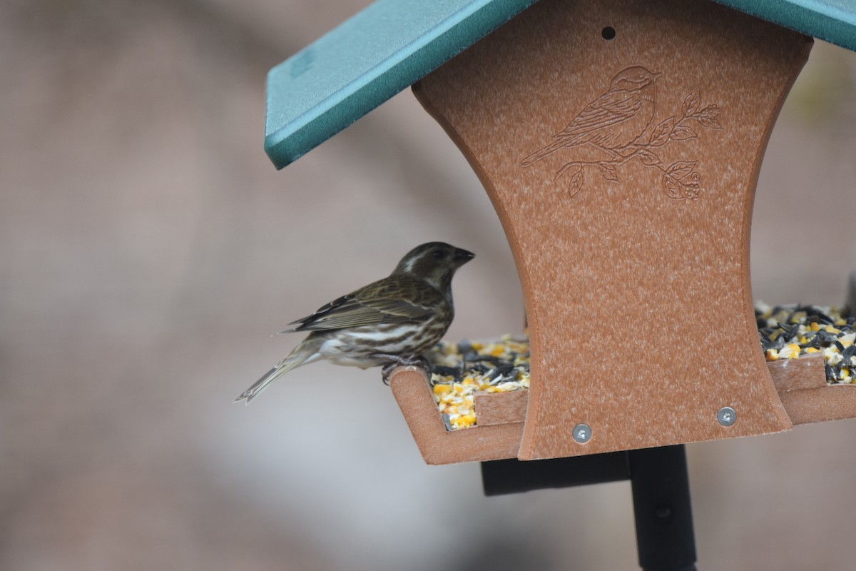 Purple Finch - ML616232087