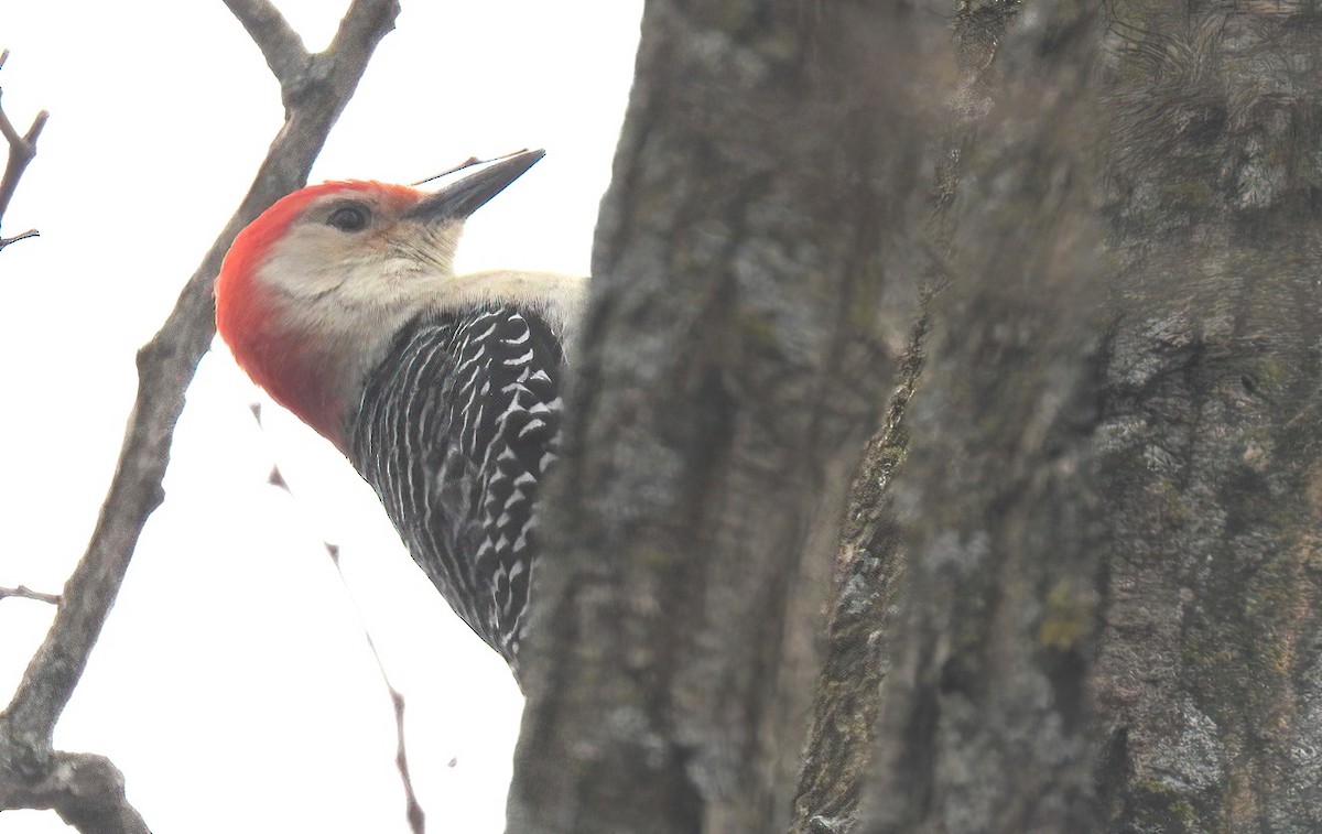 Red-bellied Woodpecker - ML616232091