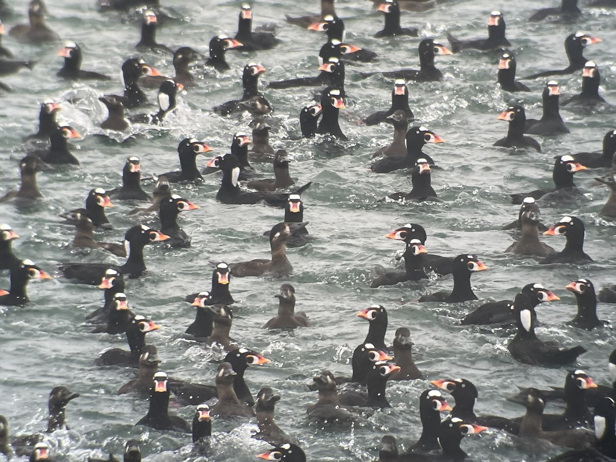 Surf Scoter - ML616232115