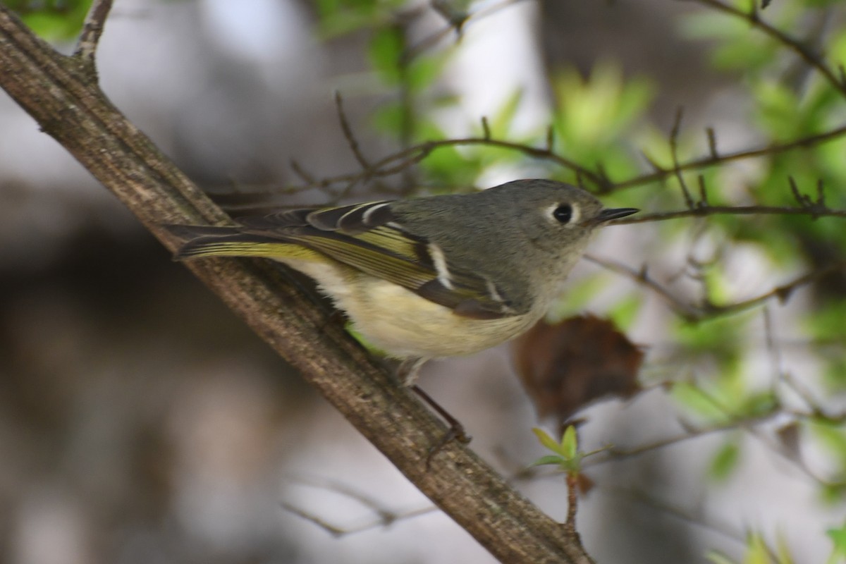 Ruby-crowned Kinglet - Valeria Hernández Campos