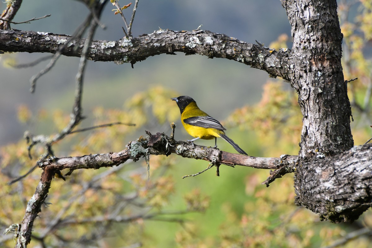 Audubon's Oriole - ML616232157