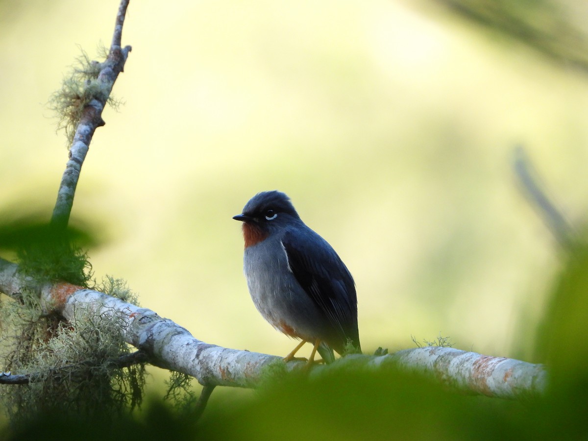 Rufous-throated Solitaire - Luis Gonzalez