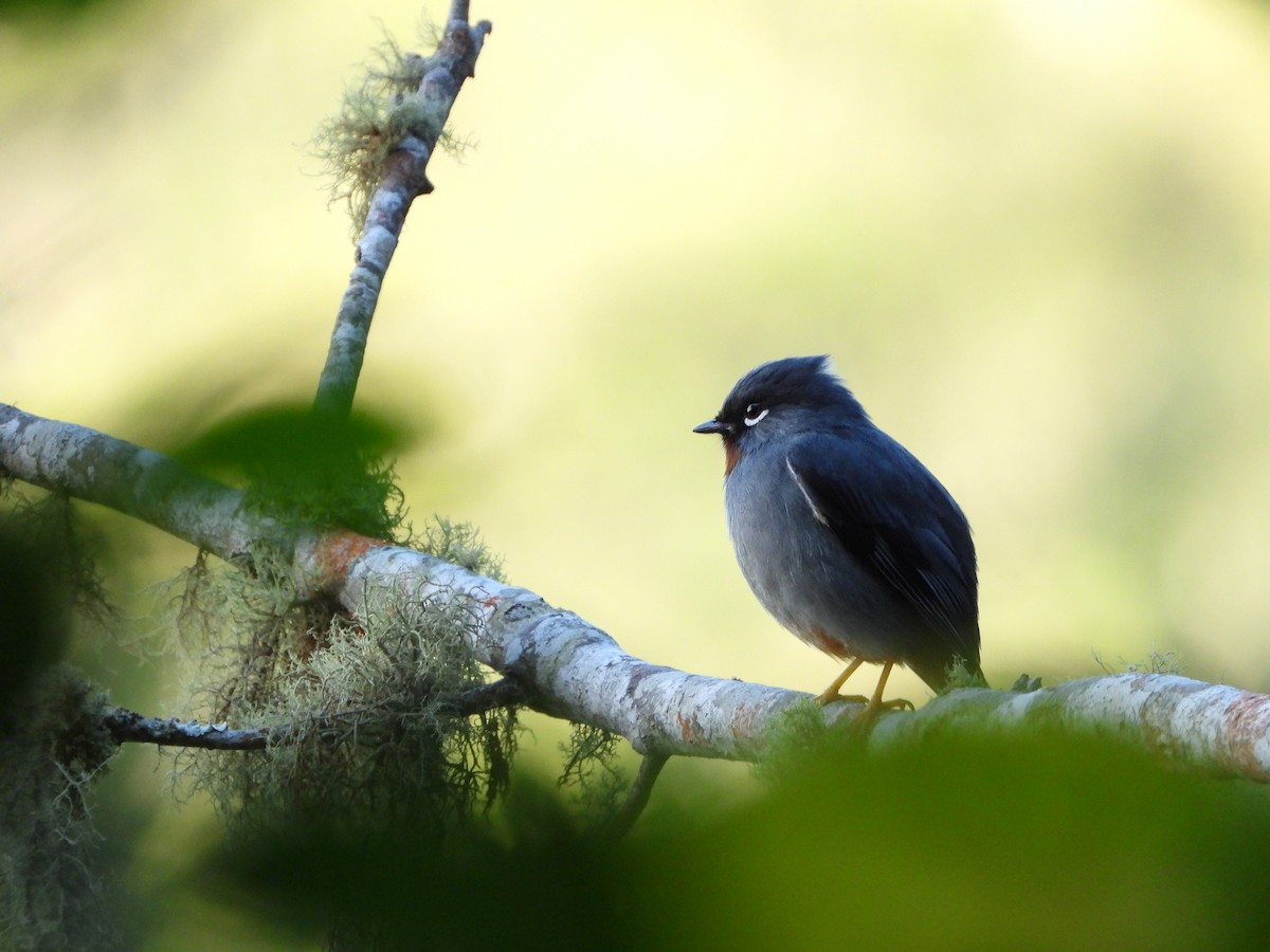 Rufous-throated Solitaire - Luis Gonzalez