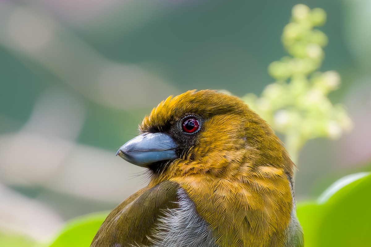 Prong-billed Barbet - ML616232195