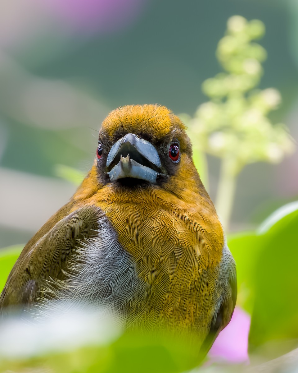 Prong-billed Barbet - ML616232196