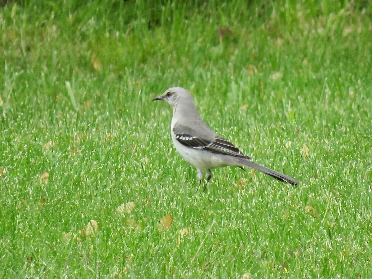 Northern Mockingbird - ML616232209