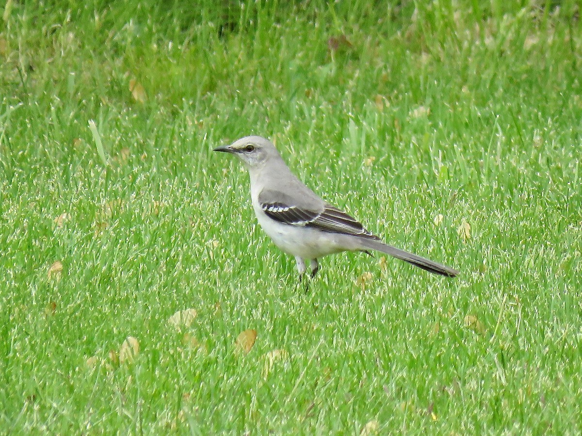 Northern Mockingbird - ML616232210