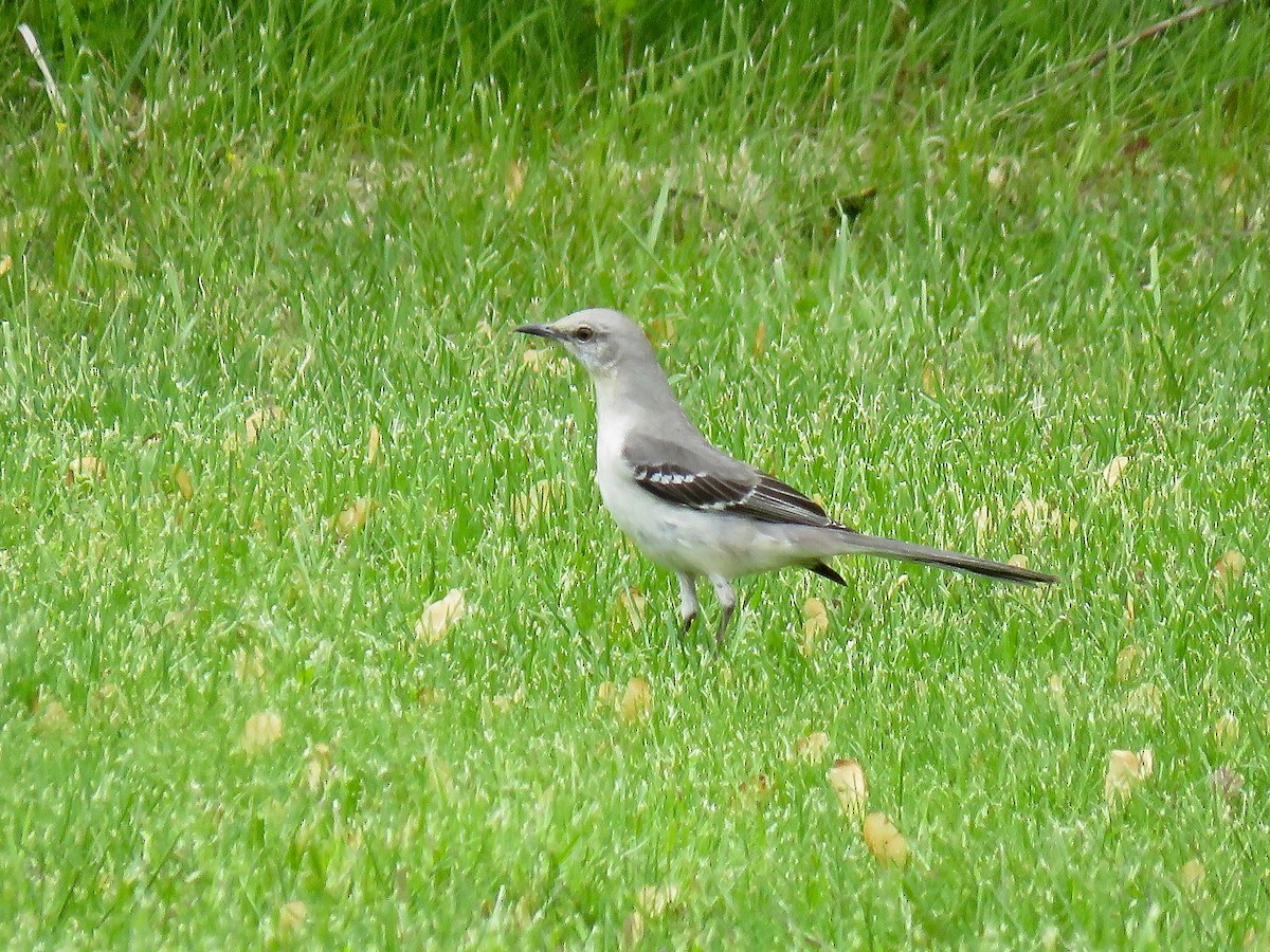 Northern Mockingbird - ML616232211