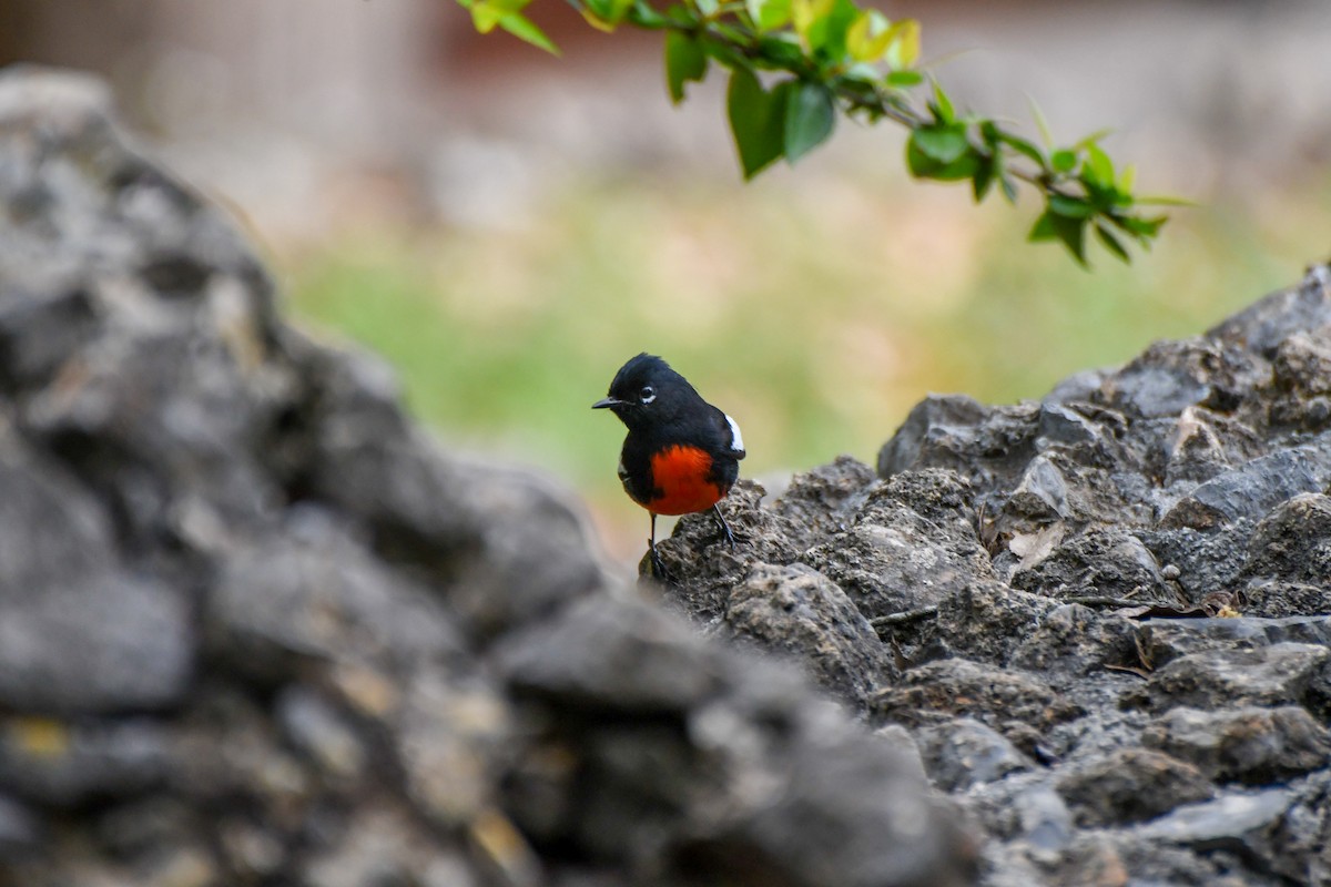 Painted Redstart - ML616232251