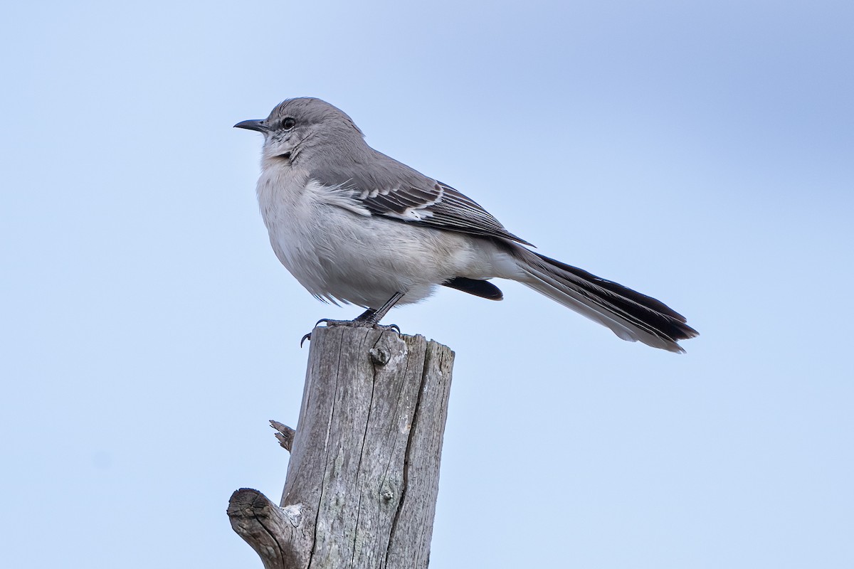 Northern Mockingbird - ML616232257