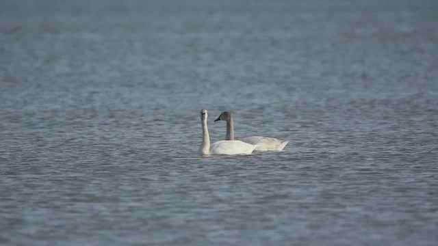 Tundra Swan - ML616232269