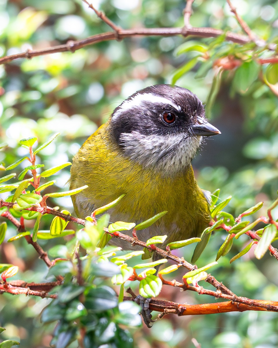 Sooty-capped Chlorospingus - ML616232282
