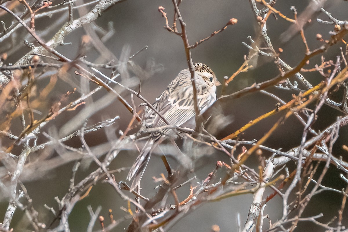 Clay-colored Sparrow - Shori Velles