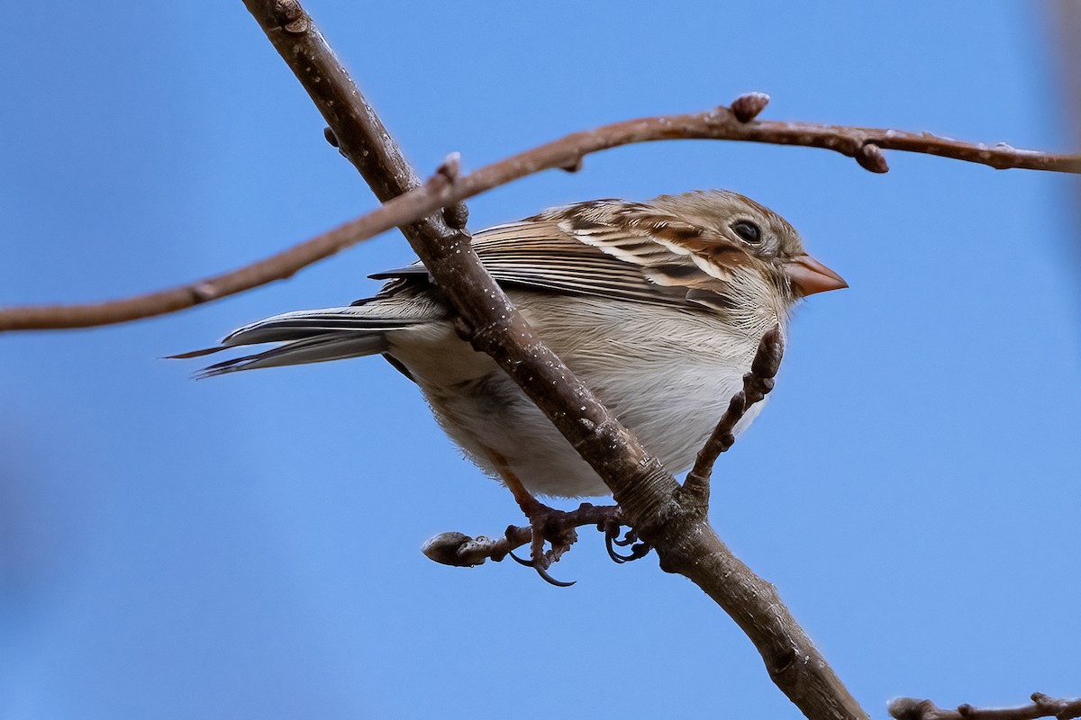 Field Sparrow - ML616232299
