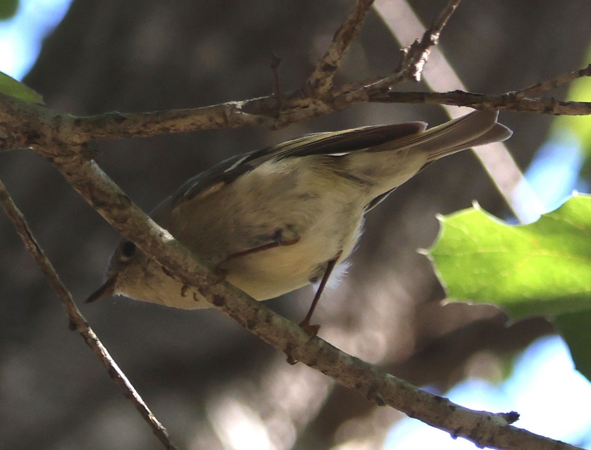 Ruby-crowned Kinglet - Diane Etchison