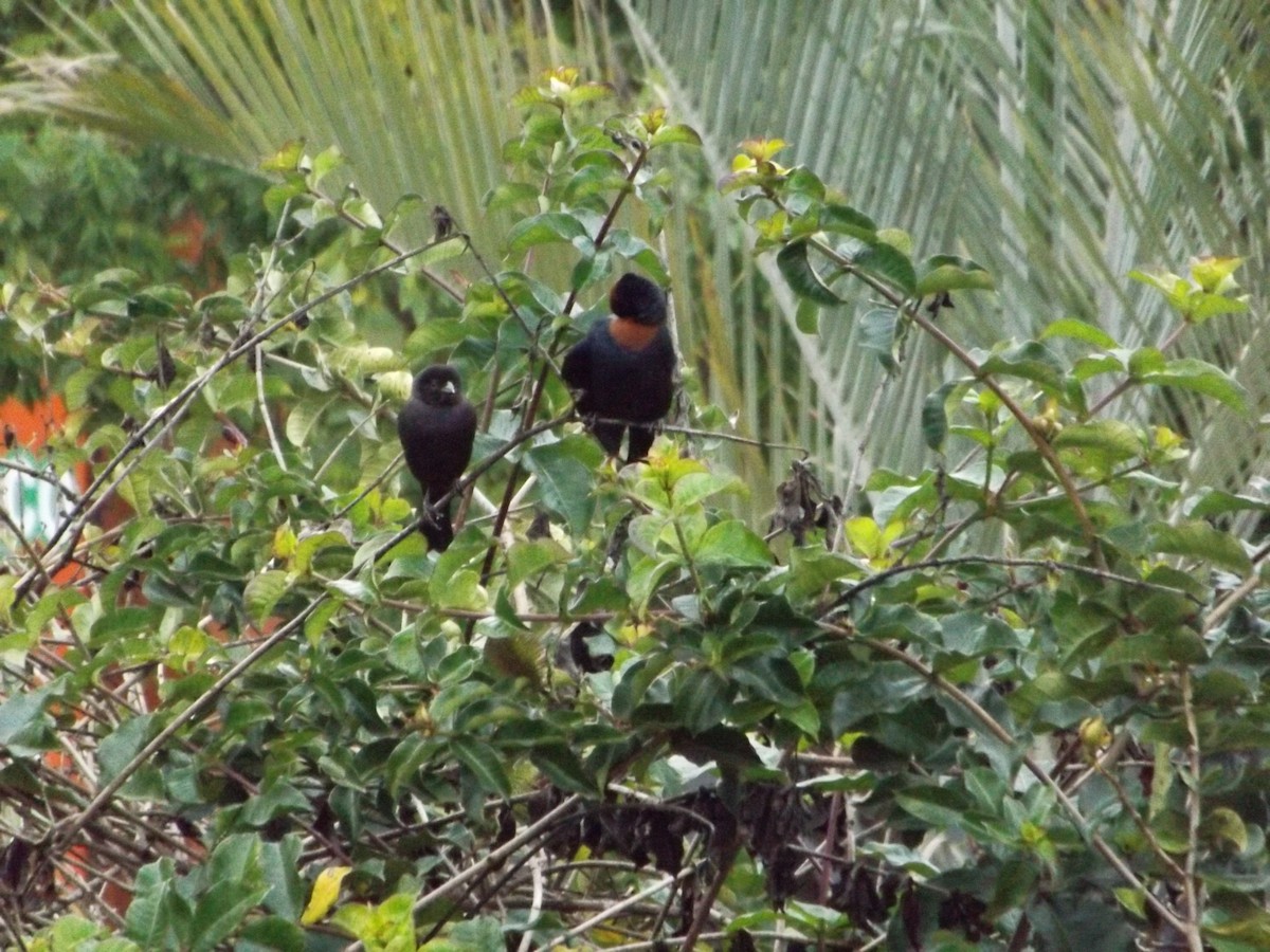 Chestnut-capped Blackbird - ML61623231