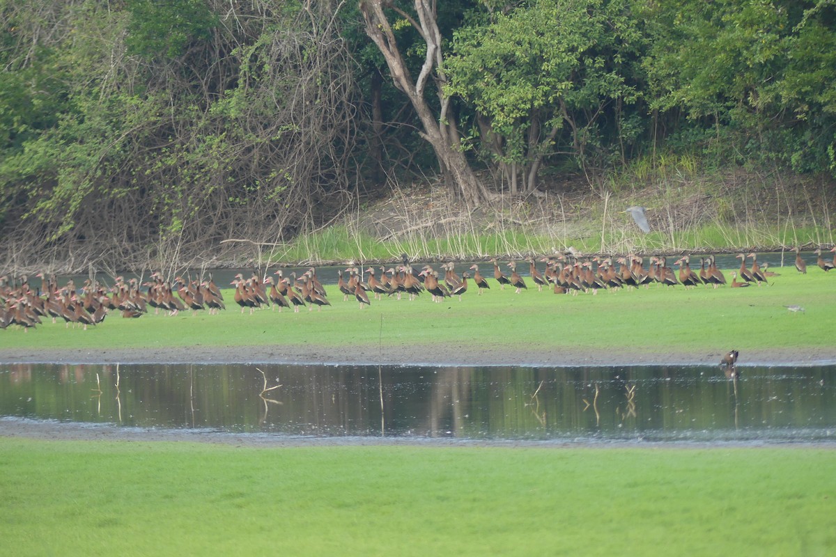 Black-bellied Whistling-Duck - ML616232313