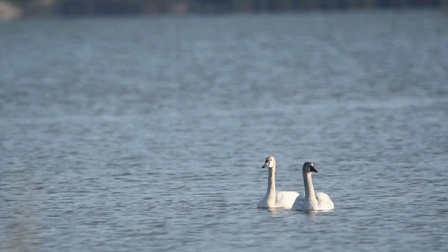 Cygne siffleur - ML616232323