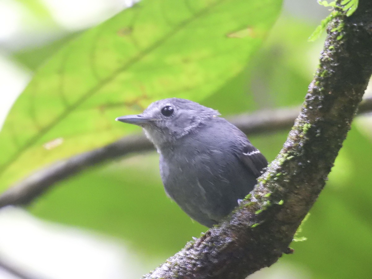 Plain-throated Antwren - Usha Tatini