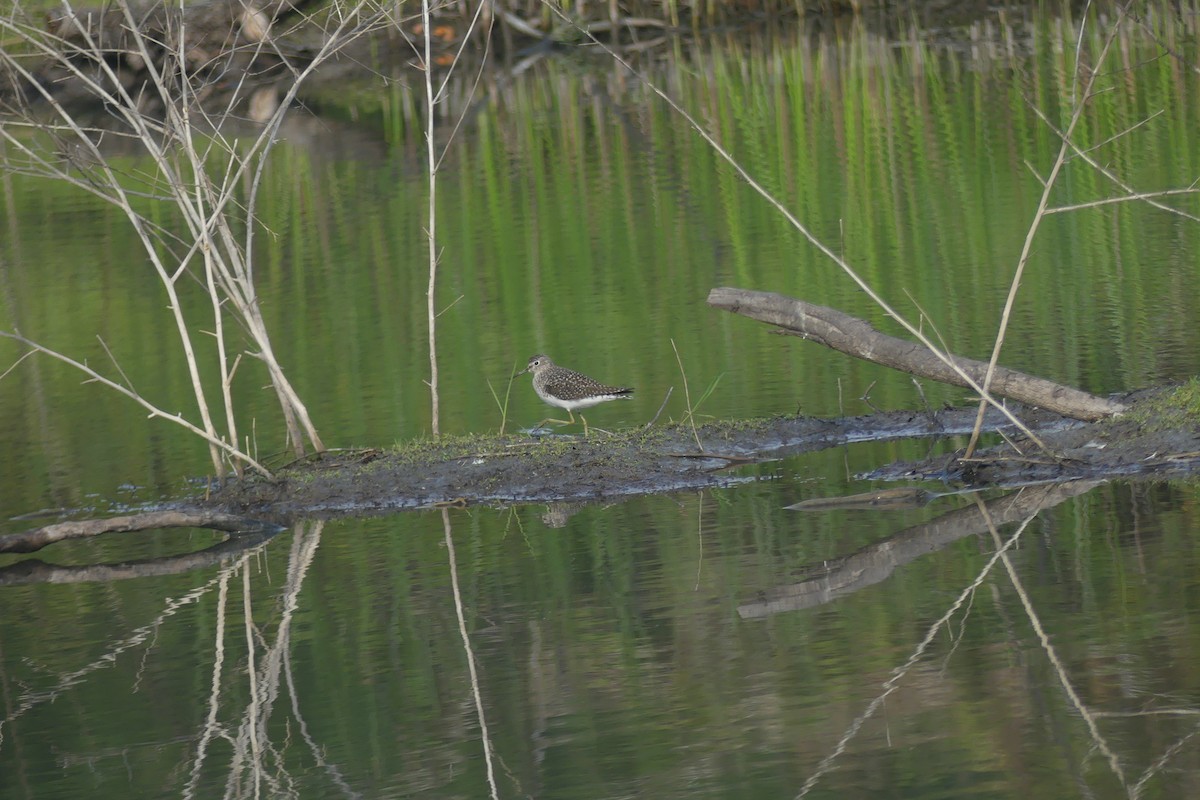 Greater Yellowlegs - Riley Place