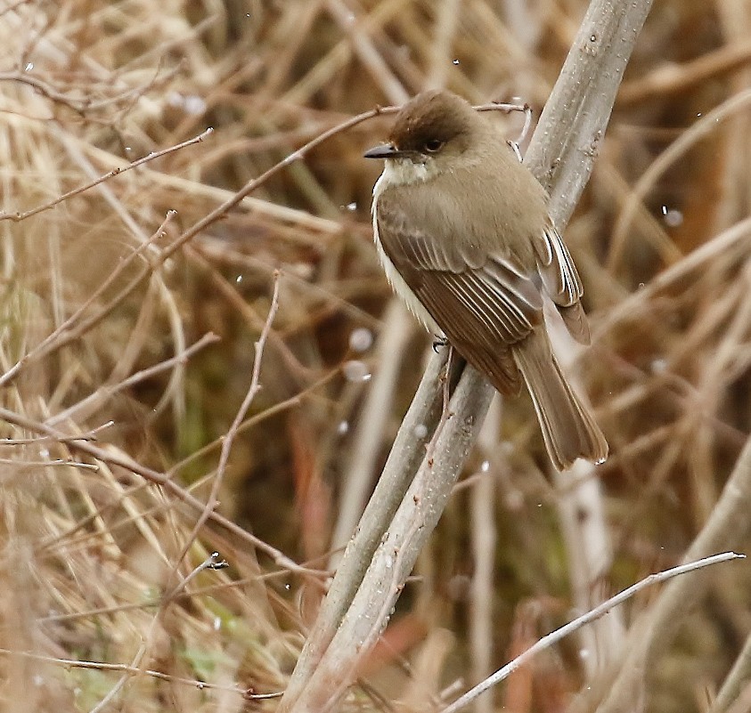 Eastern Phoebe - ML616232419