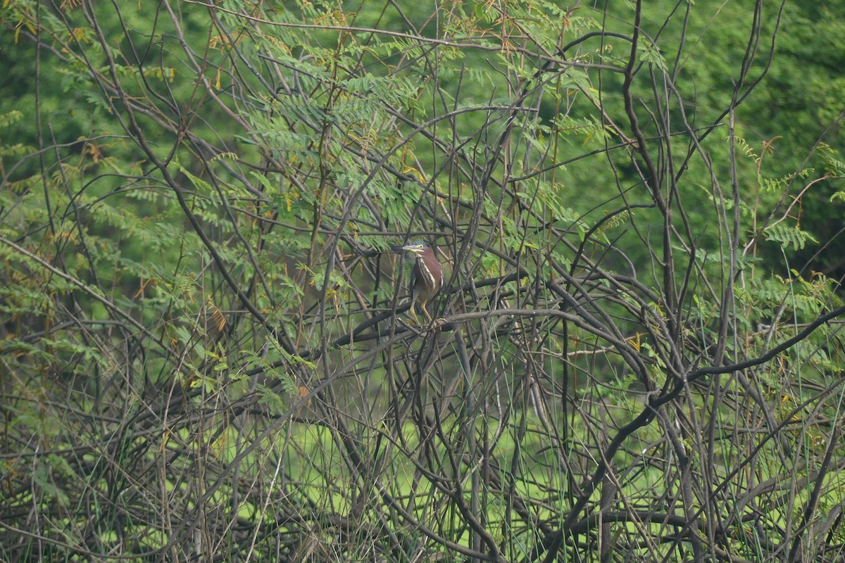 Green Heron - ML616232435