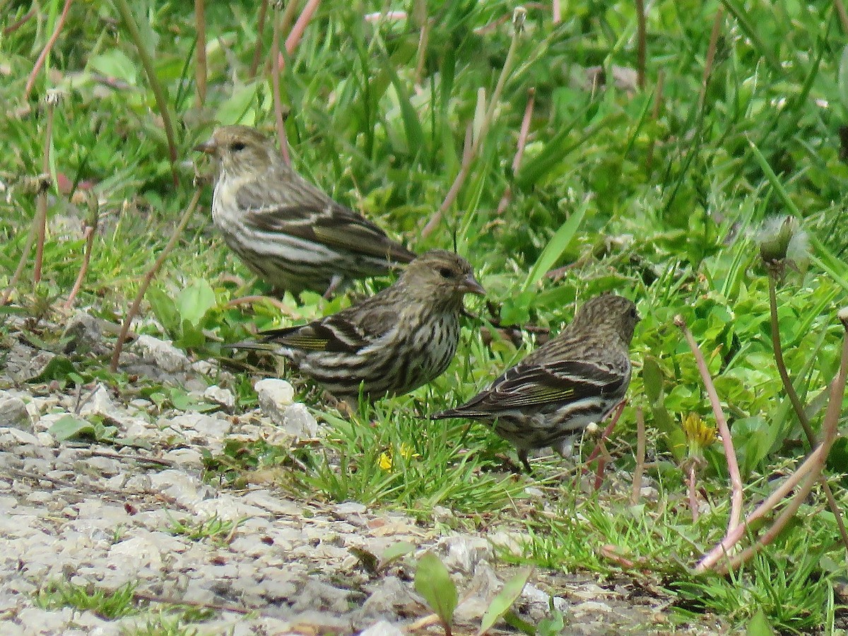 Pine Siskin - ML616232511