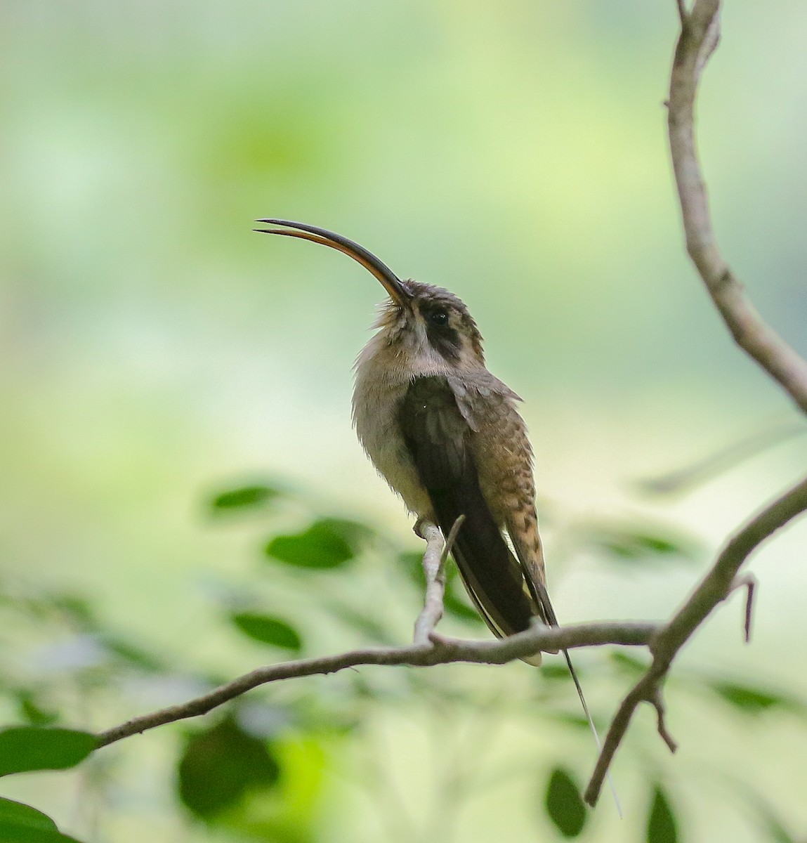 Long-billed Hermit (Central American) - ML616232518