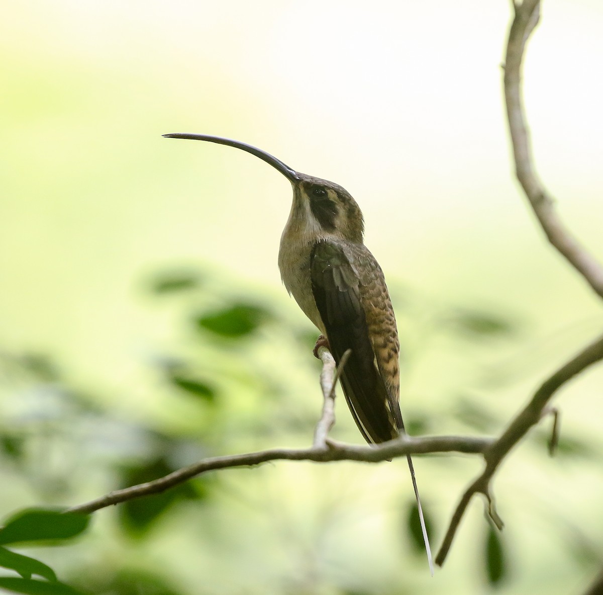 Long-billed Hermit (Central American) - ML616232519