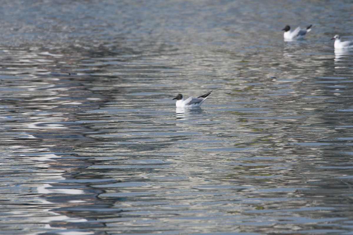 Black-headed Gull - ML616232582