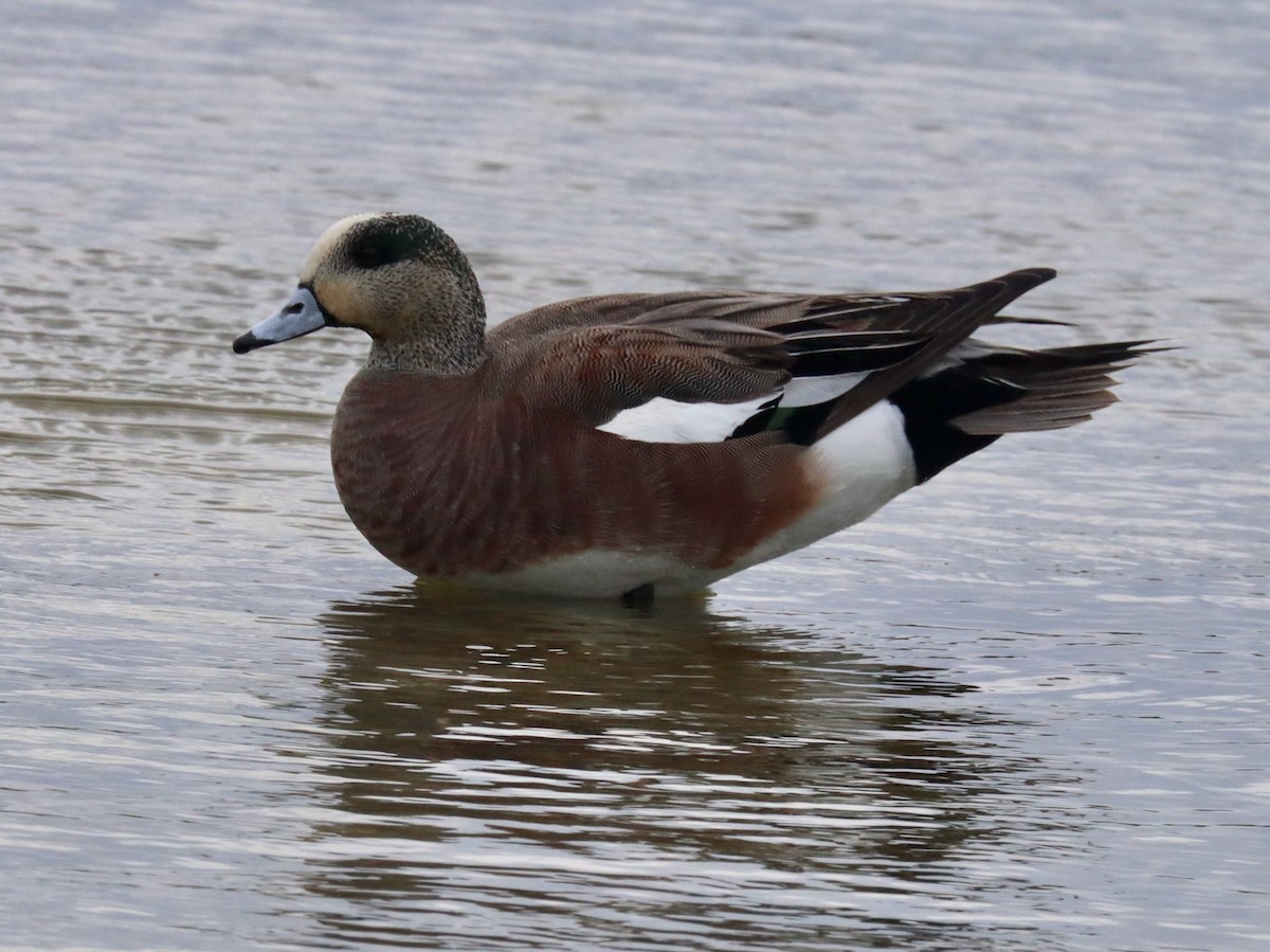 American Wigeon - ML616232589