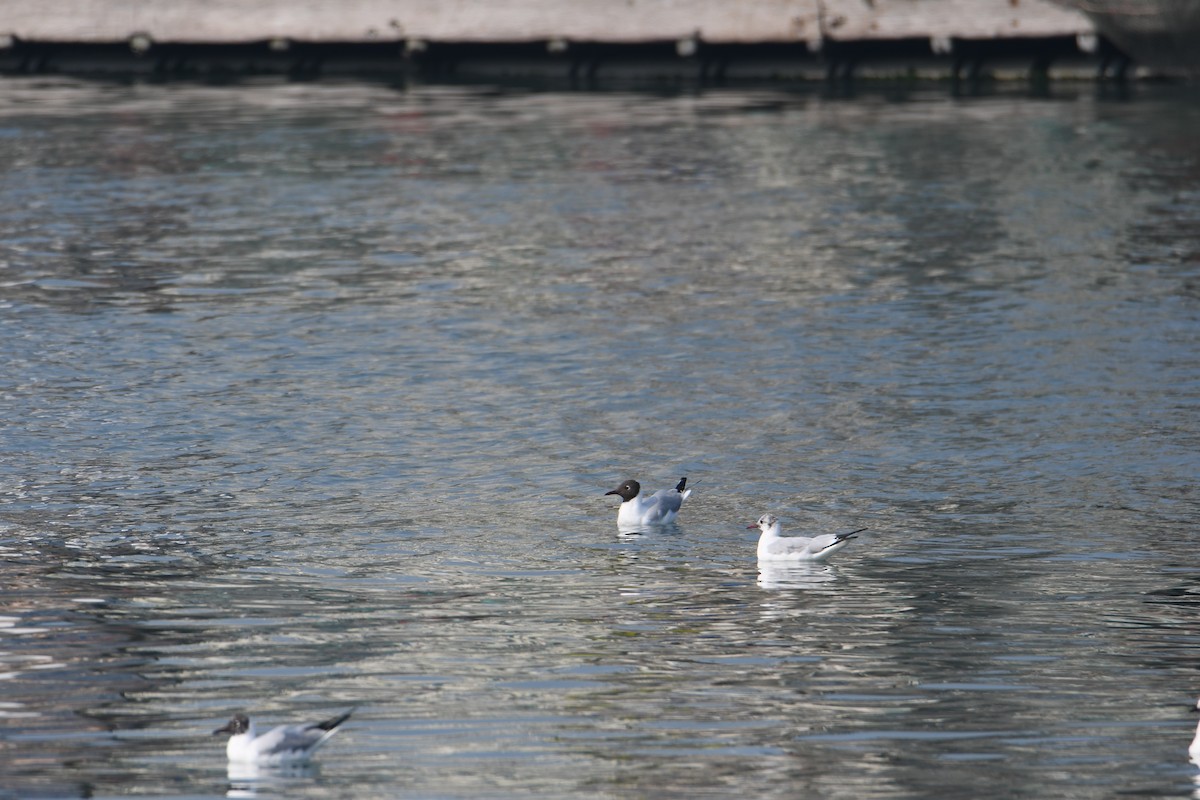 Black-headed Gull - ML616232590