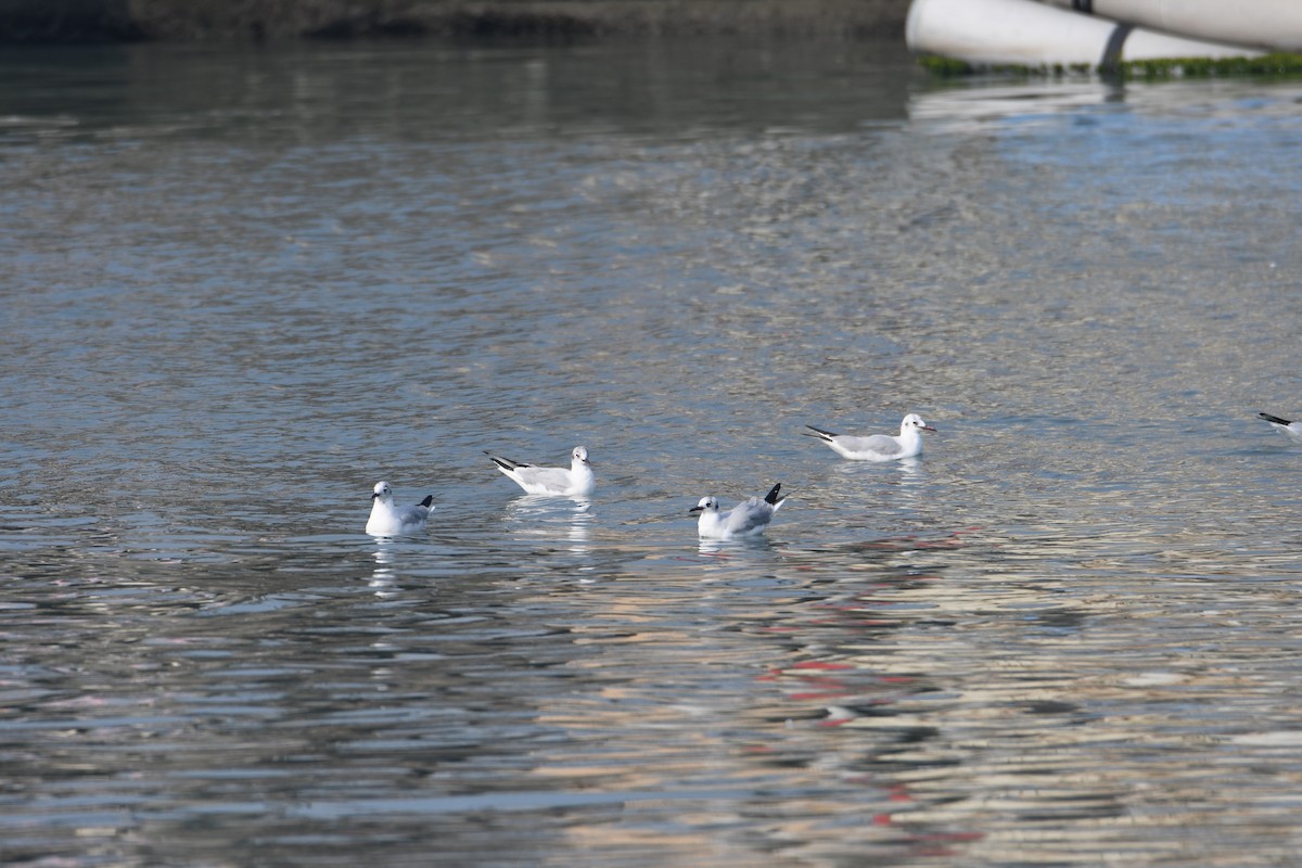 Black-headed Gull - ML616232606