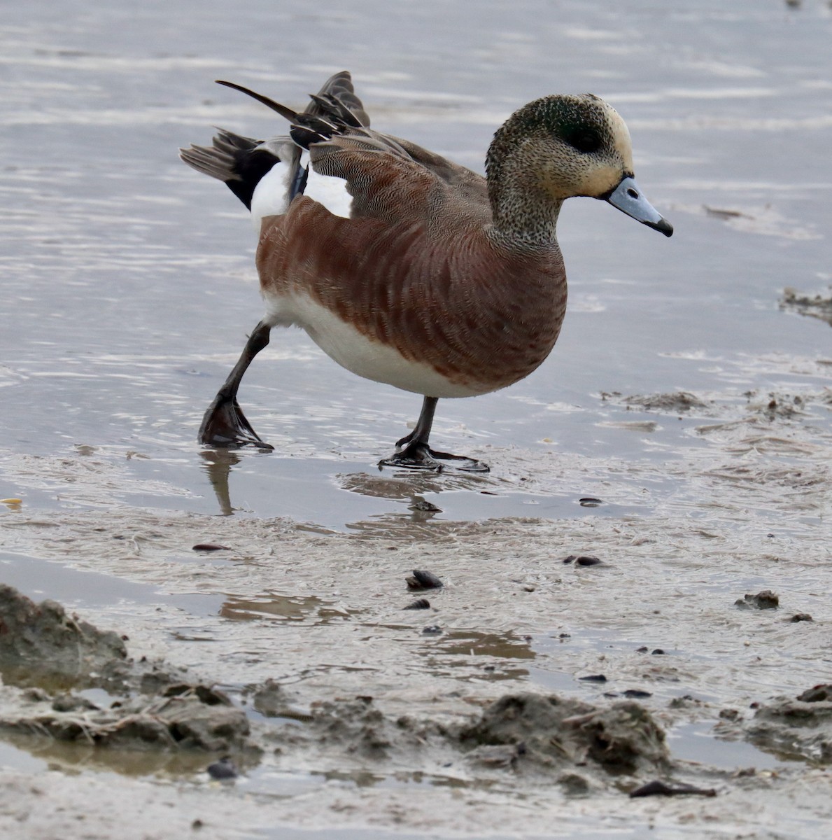 American Wigeon - ML616232607