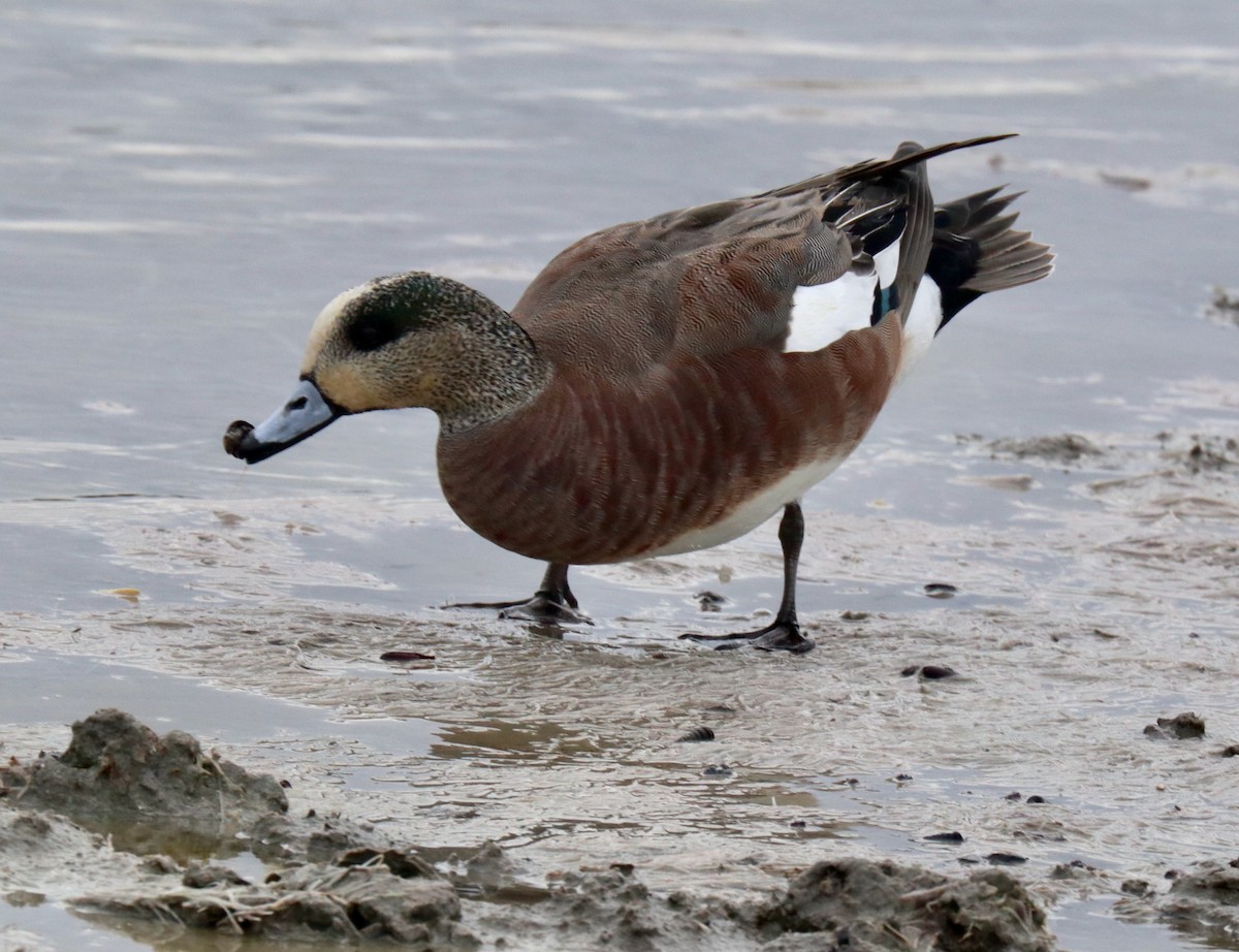 American Wigeon - ML616232619