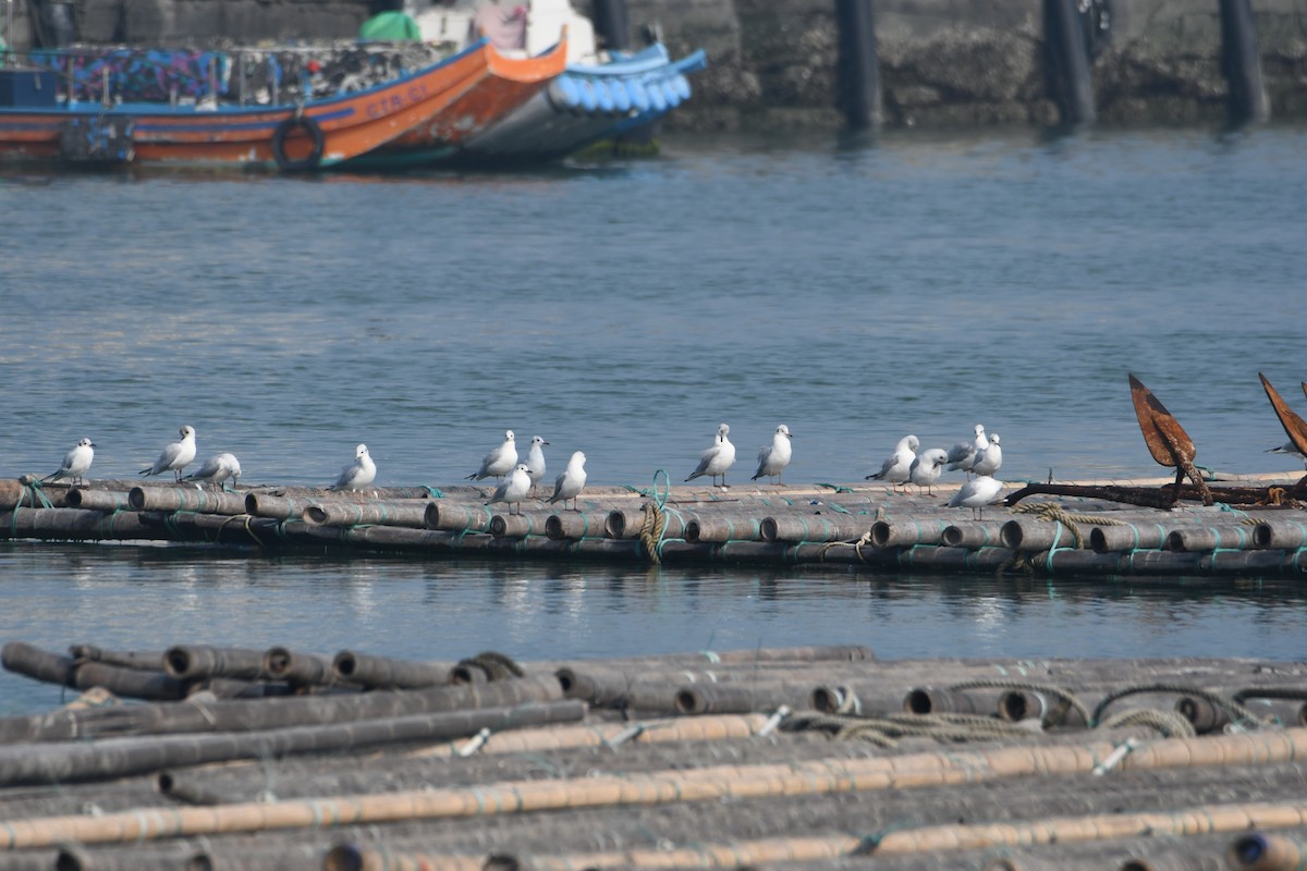 Saunders's Gull - ML616232633