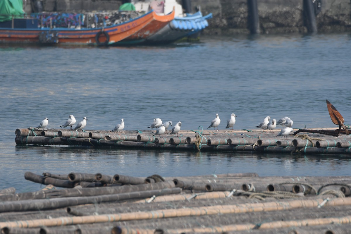 Saunders's Gull - ML616232678