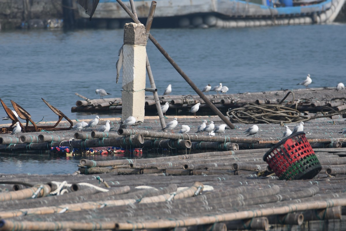 Saunders's Gull - ML616232749